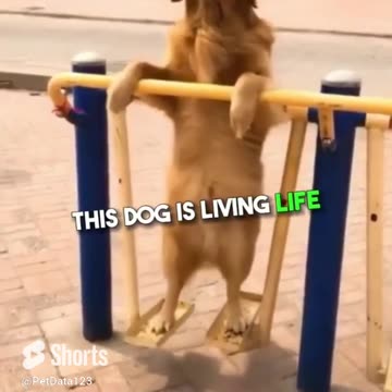 Worlds smartest Dogs