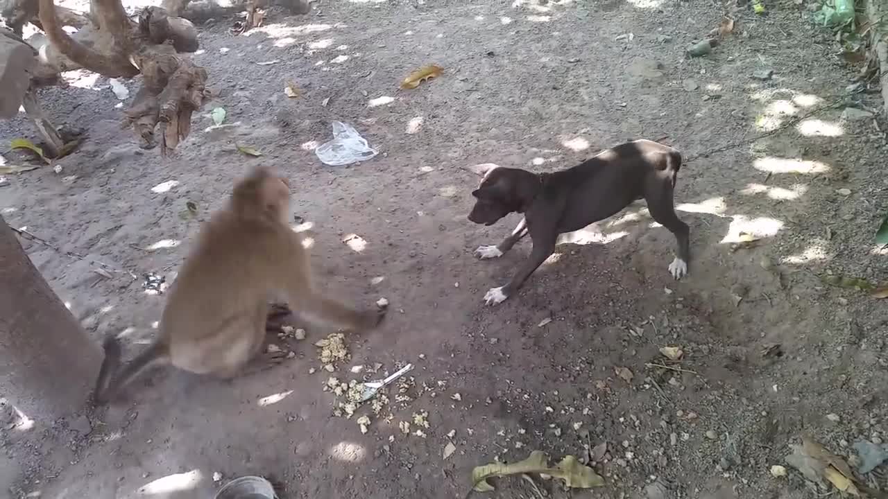 Monkey vs Dog-4