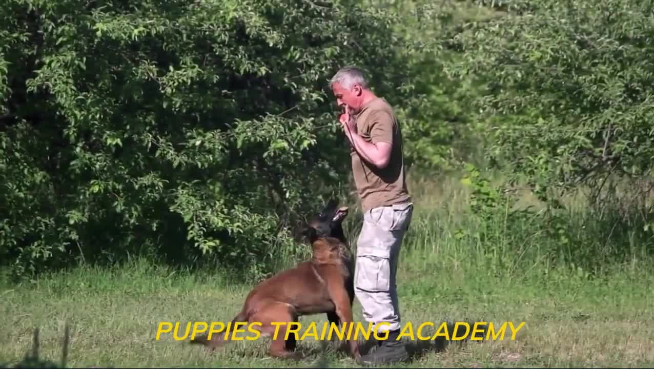 How to Train ANY DOG the Basics and essential skills