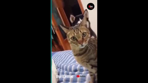 💞😆Cats and dogs fighting very funny😂|| Try not to laugh ||