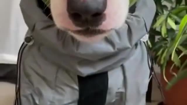 Funny dogs || cute dogs # short