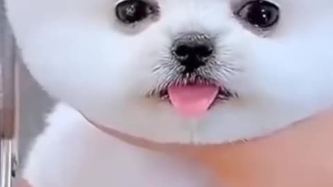 Cute dog of all time