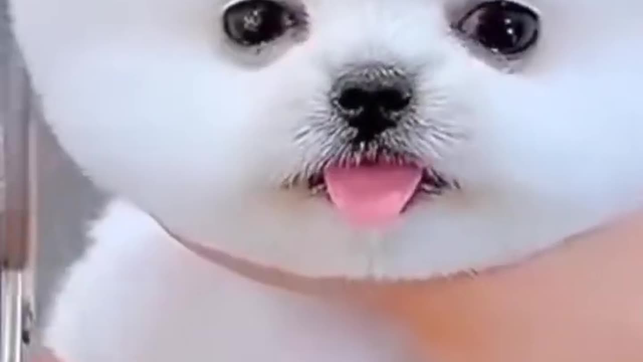 Cute dog of all time