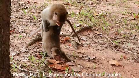 Oy yes yes # lady monkey lane