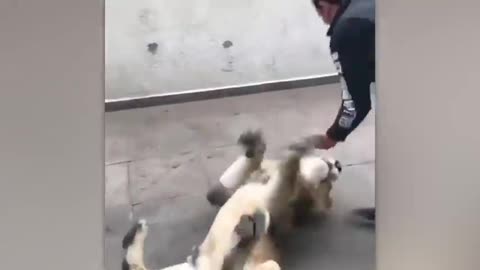 Animals Reunited With Owners After Years!