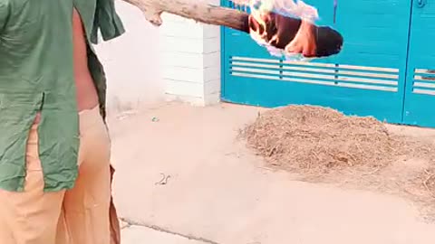 Fanny video