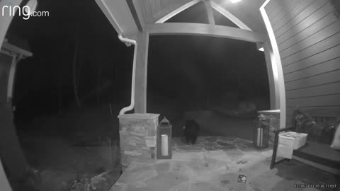 Bear Steals Bagel Delivery from Doorstep