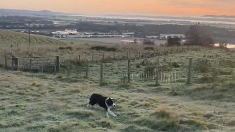 News Break: Dog Gone Fun