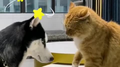 Cats and dogs fighting