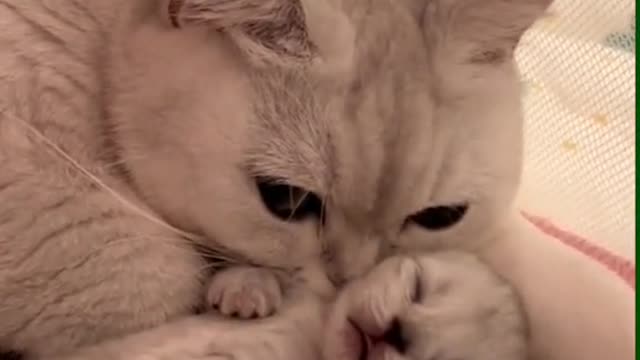 Warm cat mommy