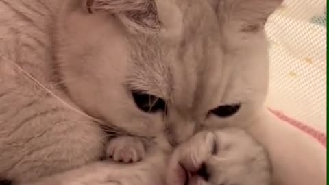 Warm cat mommy