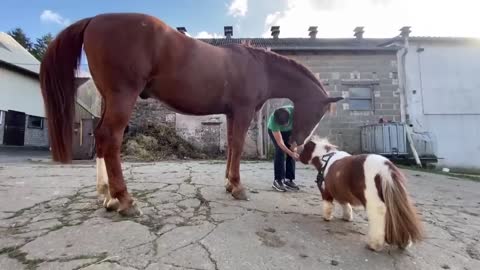 This May Be the Tiniest Pony in the World