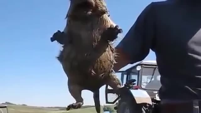 Screaming groundhog shocks tourists