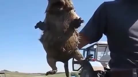 Screaming groundhog shocks tourists