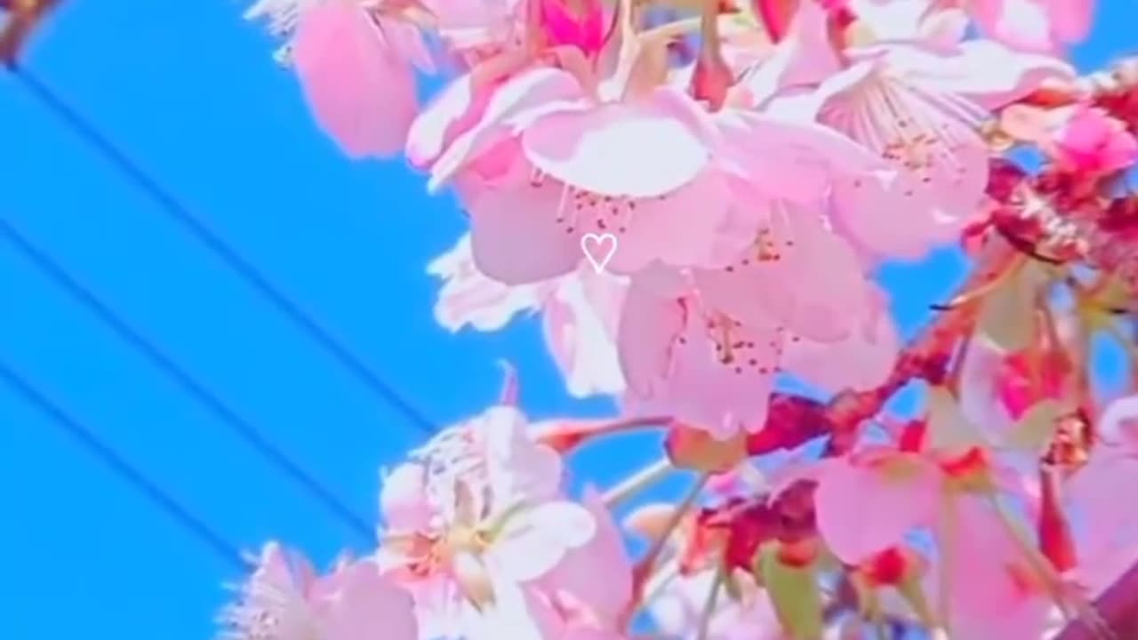 Cherry 🍒 blossom 🌸