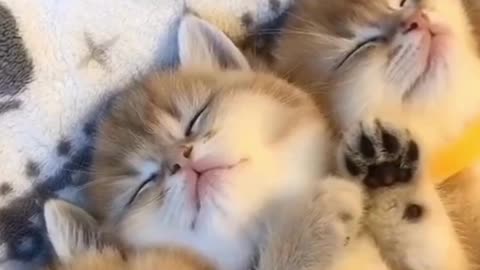 the end #cats #funny #funnyvideos #pet #catsoftiktok #cats #pets #fyp #foryoupage #fypシ