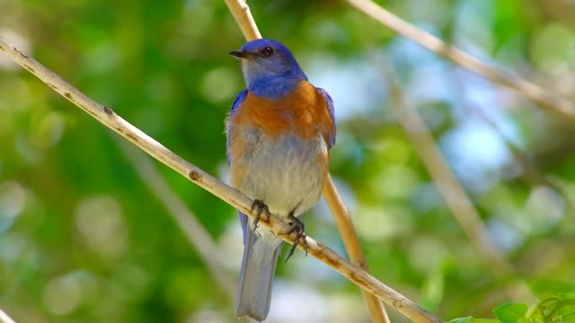 Cute Blue Birds Videos || Amazing Wild Life Videos || Nature Videos