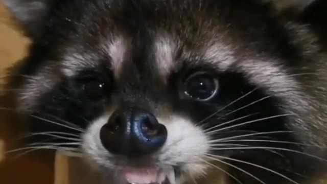 Racoon drinks