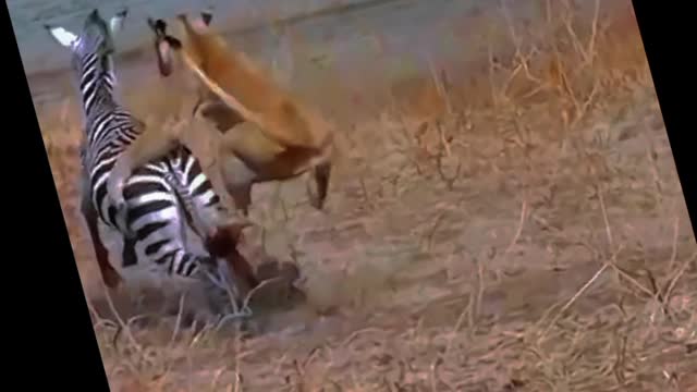 lion attack zebra 😳😳🦓#shorts #leopard #lion #zebra#youtubeshorts