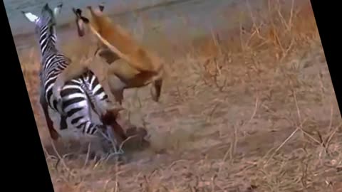 lion attack zebra 😳😳🦓#shorts #leopard #lion #zebra#youtubeshorts