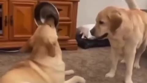 Funny animals moment 🤣🤣