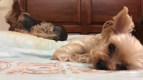 Lovely Yorkshire Terrier Family in Korea