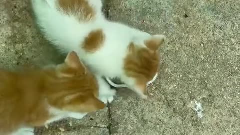 I'm hungry don't touch my food