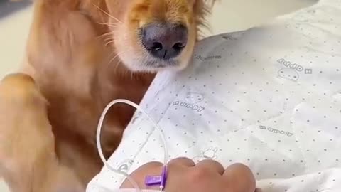 Funny dog