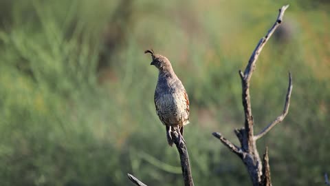 Quail