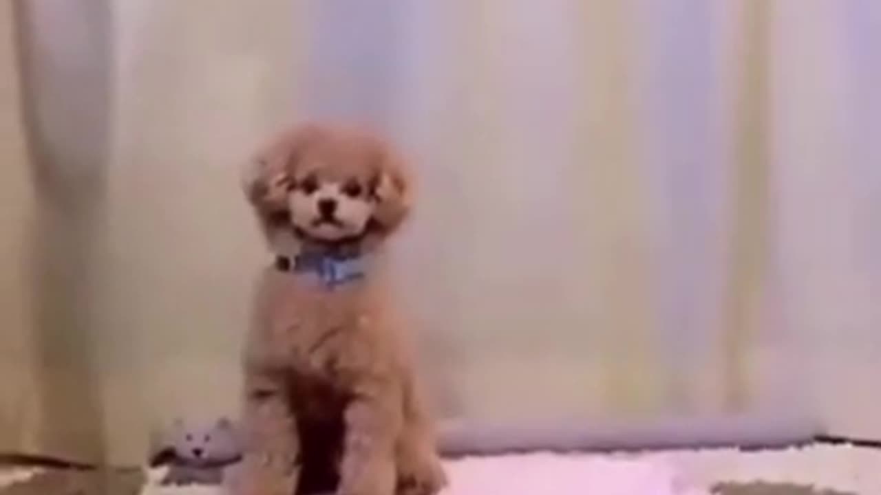 Puppy Swinging in Joy #shorts #viral #shortsvideo #video