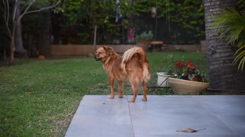 Best Animal Videos