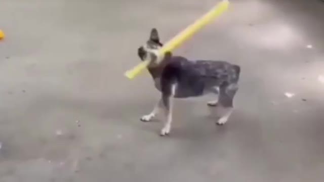 Dogs viral video funny | best funny videos of dogs