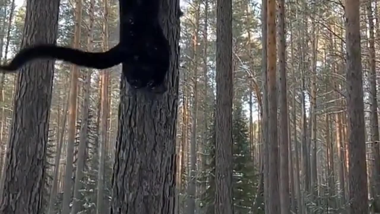 Black panther Luna Climbing🔥😈