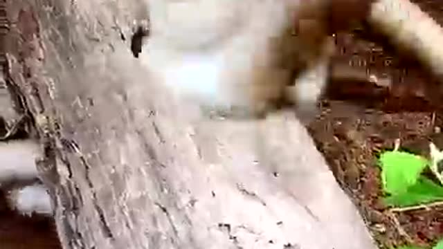 The Clever Dog Saved the Monkey Trapped in a Log