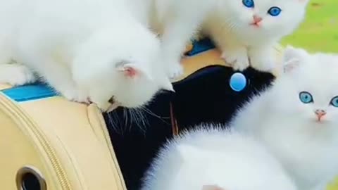 Blue Eyes Beautiful Milky White Cats #shorts #viral #shortsvideo #video