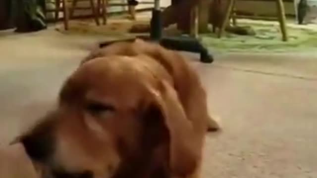 Phenomenal Dog reaction #short