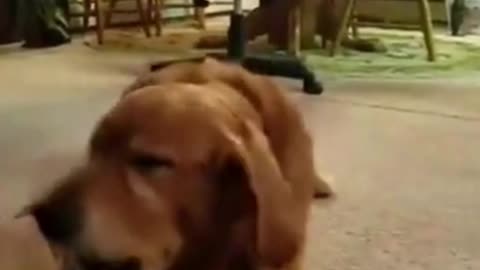 Phenomenal Dog reaction #short