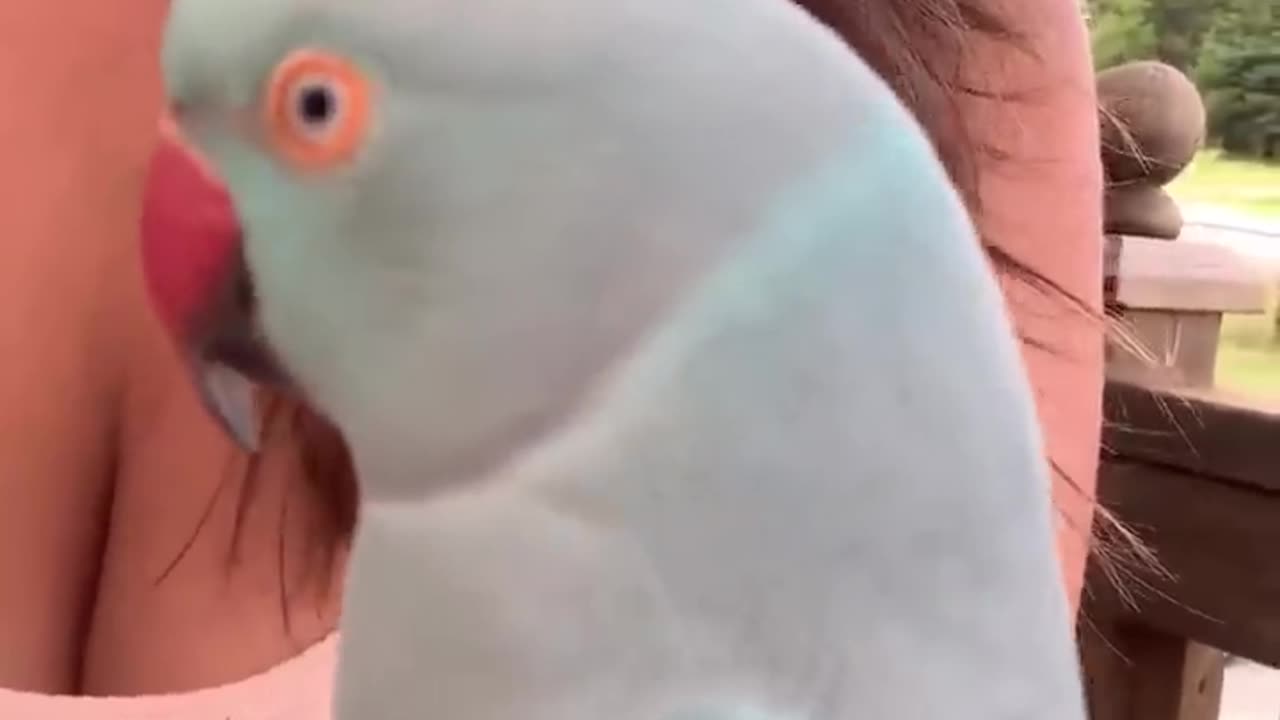 Baby Kiwi The Blue Chicken Says "BOOP" 🤩