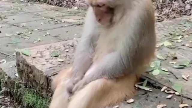 Funny monkey sleeping