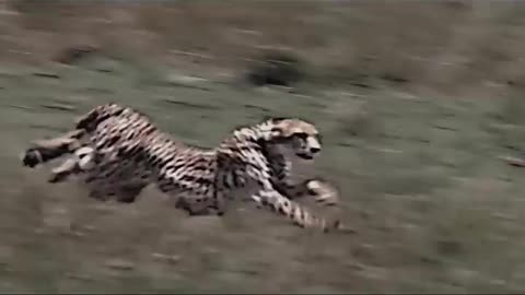 The fastest creature on land #trending #animals #lion #horse #cheetah #springbok #viralvideo #short