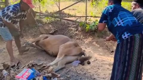 seconds of a man being kicked by a cow until he fell down