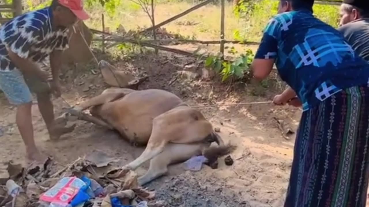 seconds of a man being kicked by a cow until he fell down