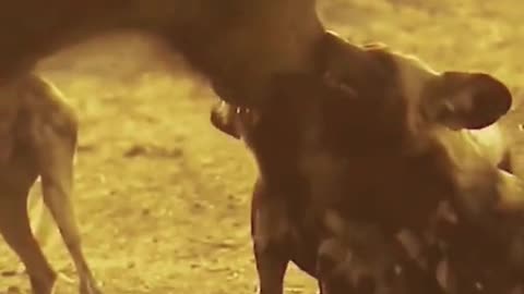 Wild dog African impression