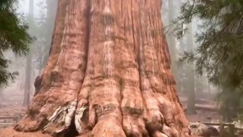 The World's Largest Tree