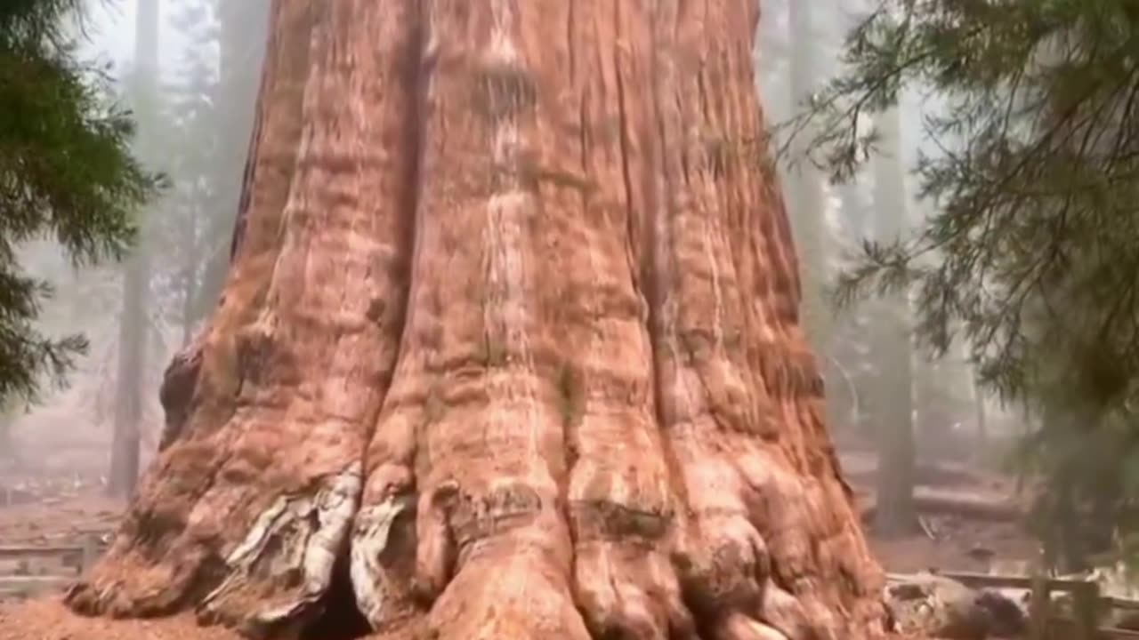 The World's Largest Tree