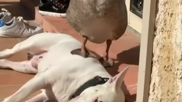 The duck no longer respects the dog | Dox