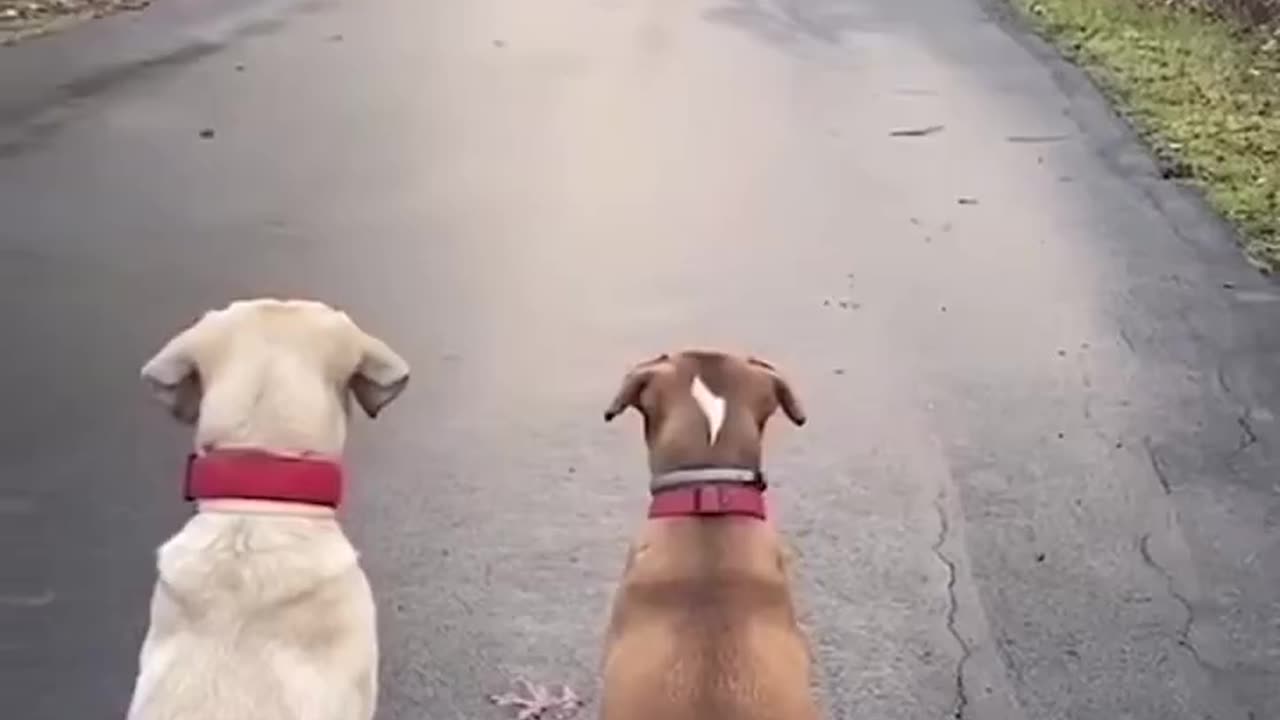 Dogs Waiting For Boy To Come Home