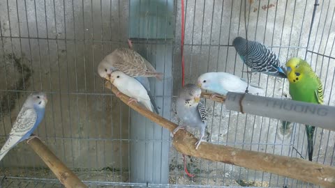 Love Birds In A Cage Cared For As Pets