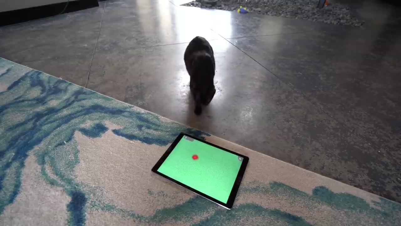 i bought my cat an iPad so she could play games