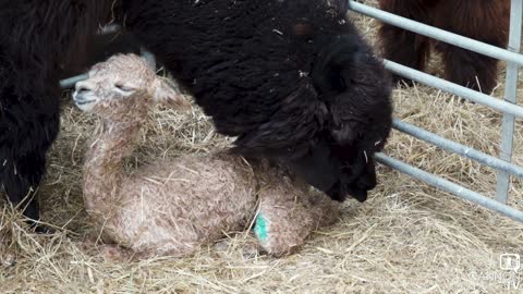 Our new alpaca - Cannon Hall Farm